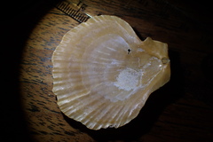 Talochlamys gemmulata