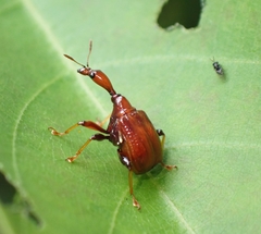 Paracycnotrachelus