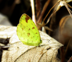Eurema hecabe