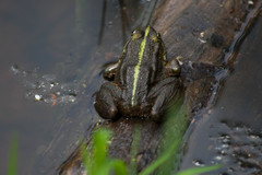 Pelophylax