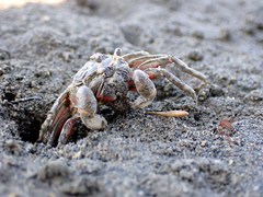 Scopimera longidactyla