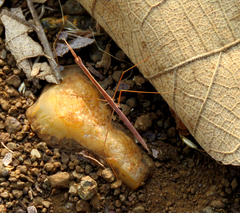 Schizocephala bicornis