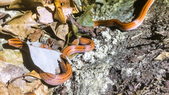 Oreocryptophis porphyraceus