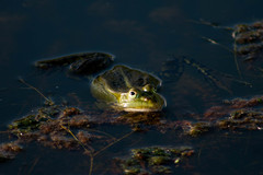 Pelophylax