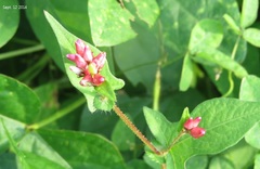 Persicaria thunbergii