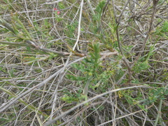 Notobubon collinum