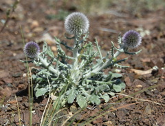 Echinops humilis