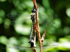 Hemicordulia australiae