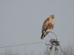 Buteo japonicus