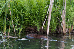 Ondatra zibethicus