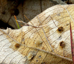 Schizocephala bicornis