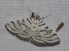 Conchylodes concinnalis