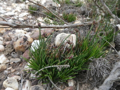 Ficinia overbergensis