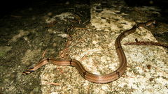Oligodon ornatus