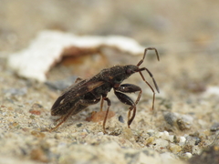 Eremocoris podagricus