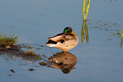 Anas platyrhynchos