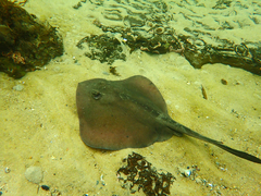 Eastern Shovelnose Stingaree photo 3