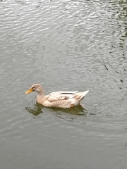 Anas platyrhynchos domesticus