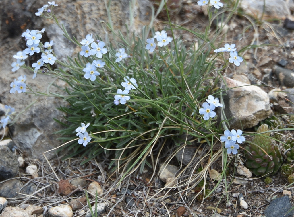Eritrichium pulviniforme