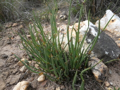 Elegia squamosa