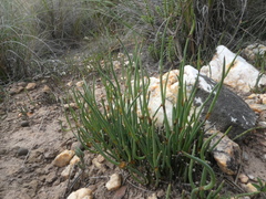 Elegia squamosa