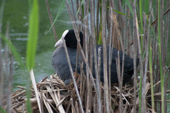 Fulica atra