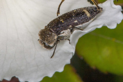 Acmaeoderella flavofasciata flavofasciata