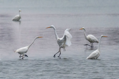 Ardea alba