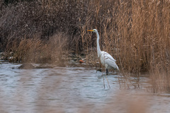 Ardea alba