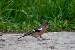 Fringilla coelebs