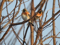 Fringilla montifringilla