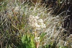 Aciphylla glacialis