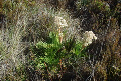 Aciphylla glacialis