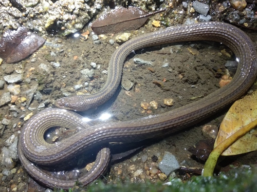 Photo of a Chinese Mountain Keelback (Opisthotropis kuatunensis)