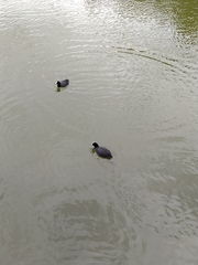 Fulica atra