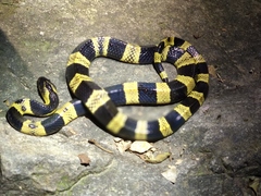Banded Krait photo 4