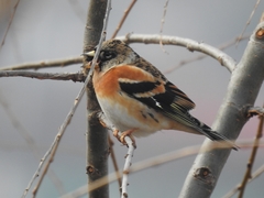Fringilla montifringilla