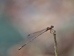 Nososticta impercepta