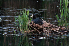 Fulica atra