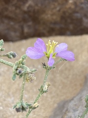 Fagonia glutinosa