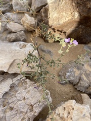 Fagonia glutinosa