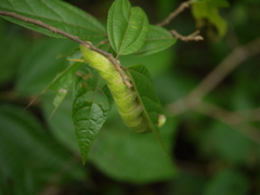 Marumba dyras