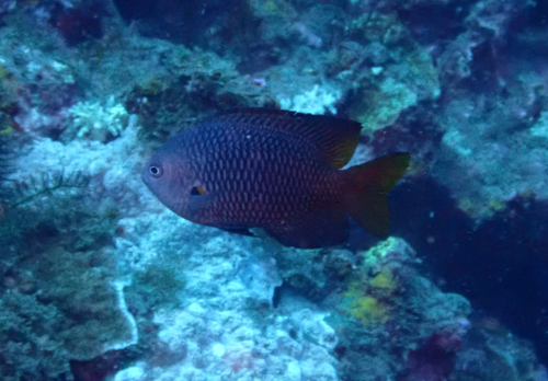 Damselfish (Pomacentrus philippinus) — Pomacentridae — 5