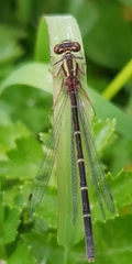 Xanthocnemis tuanuii