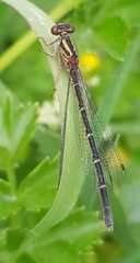 Xanthocnemis tuanuii