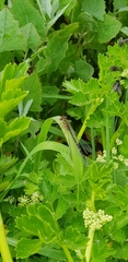 Xanthocnemis tuanuii