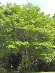 Terminalia microcarpa