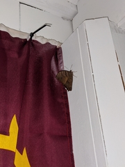 Melanitis leda