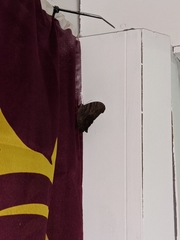 Melanitis leda