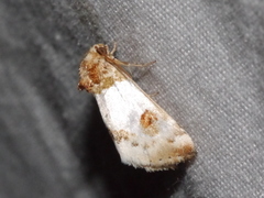 Schinia oculata